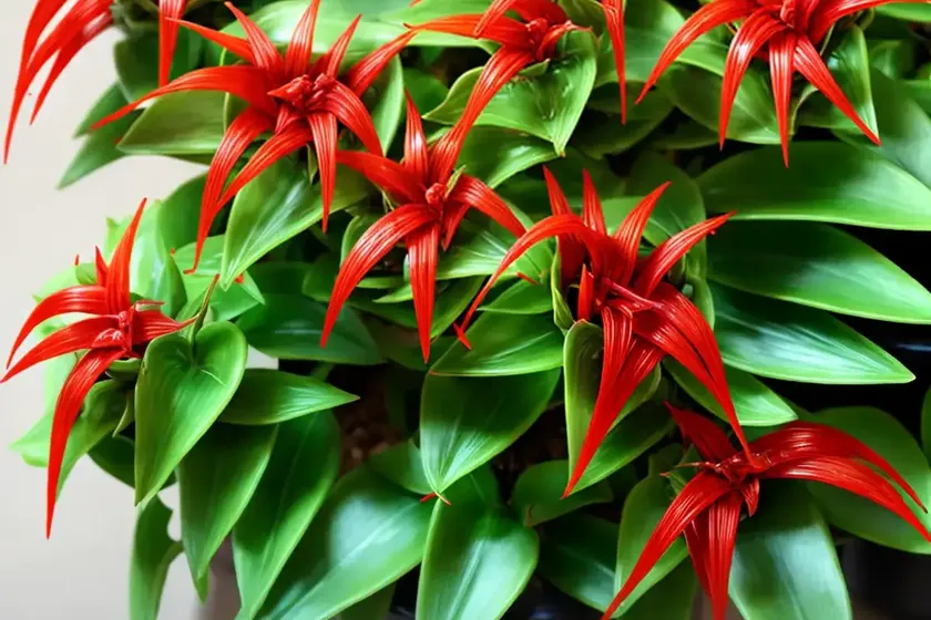 Lipstick plant (aeschynanthus radicans)