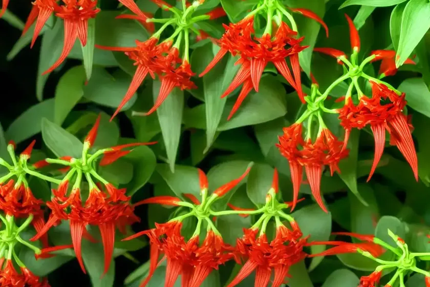 Lipstick vine (aeschynanthus spp.) — photo 3