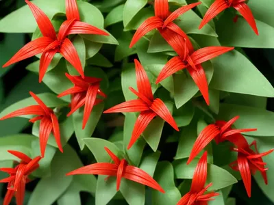Lipstick Vine (Aeschynanthus Spp.)