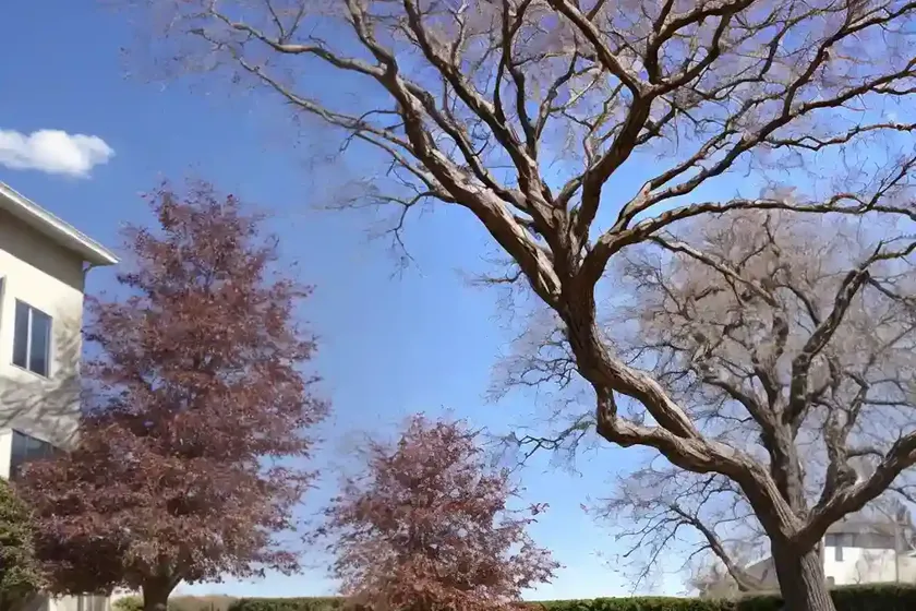 Liquidambar styraciflua (sweet gum) — photo 3