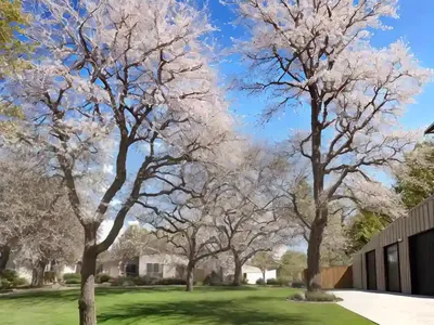 Liquidambar Styraciflua (Sweet Gum)