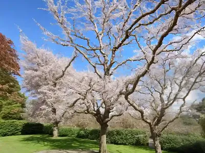 Liquidambar Styraciflua ‘Worplesdon’ (Sweet Gum)