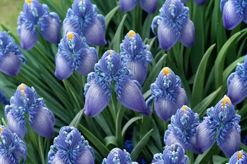Liriope muscari ‘big blue’ (lily turf) — photo 2