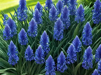 Liriope Muscari ‘Big Blue’ (Lily Turf)