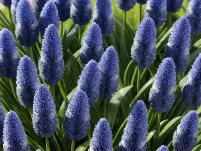 Liriope Muscari (Blue Lily Turf)