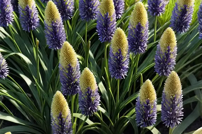 Liriope muscari ‘gold band’ (variegated lily turf) — photo 2