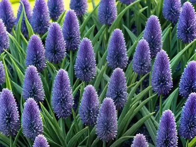 Liriope Muscari ‘Ingwersen’ (Lily Turf)