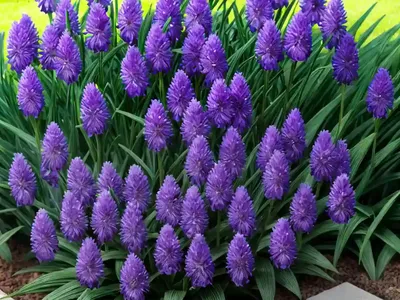 Liriope Muscari ‘Royal Purple’ (Lily Turf)