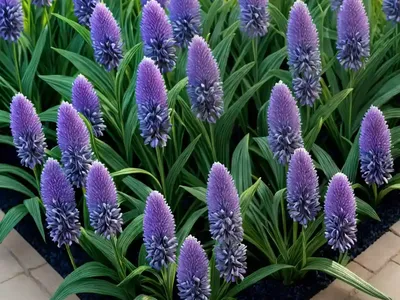 Liriope Muscari ‘Variegata’ (Variegated Lily Turf)