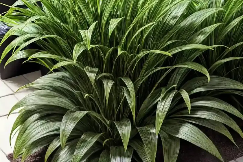 Liriope spicata (creeping lily turf) — photo 3