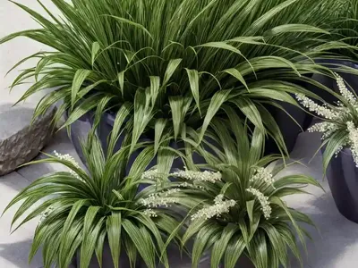 Liriope Spicata (Creeping Lily Turf)
