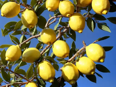 Lisbon Lemon Tree (Citrus Limon ‘lisbon Lemon’)