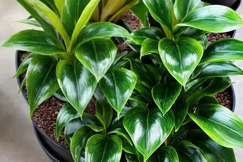 Little feather plant (calathea lietzei) — photo 2