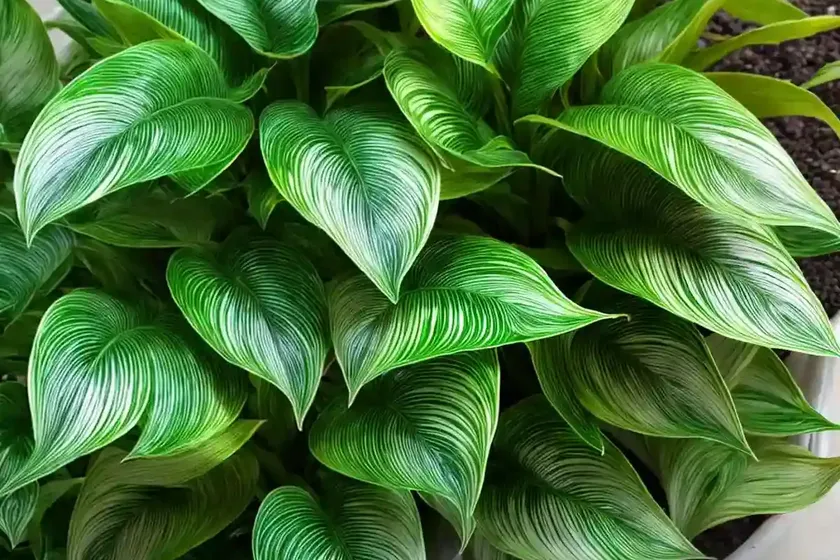 Little feather plant (calathea lietzei) — photo 3