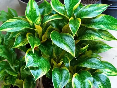 Little Feather Plant (Calathea Lietzei)