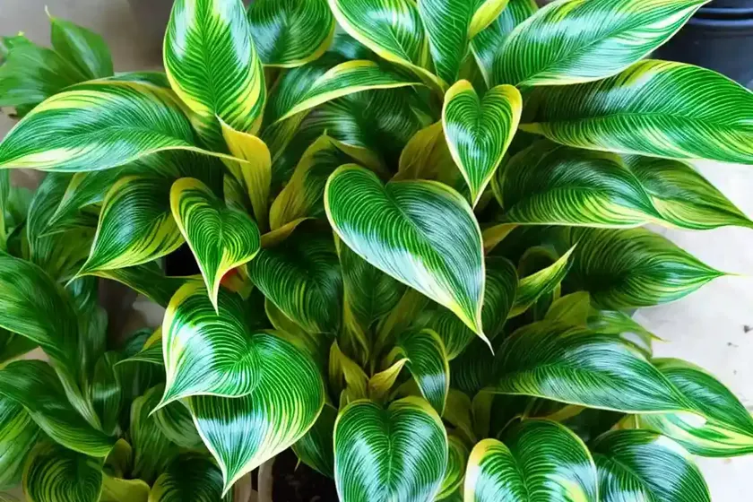 Little feather plant (calathea lietzei)