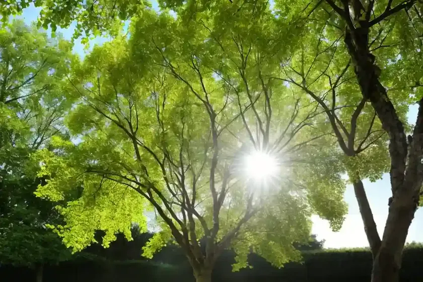 Little-leaf linden (tilia cordata) — photo 2