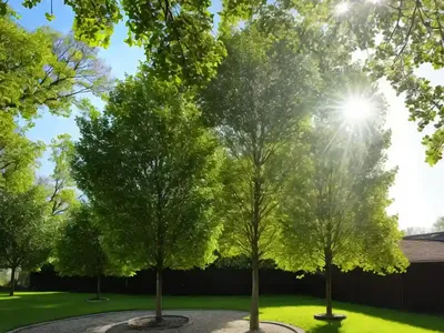 Little-leaf Linden (Tilia Cordata)