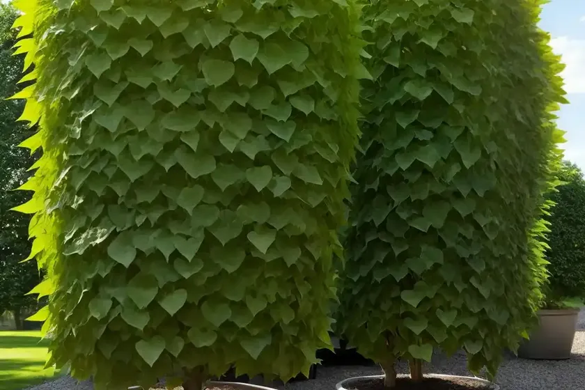 Little-leaf linden (tilia cordata ‘chancellor’) — photo 2