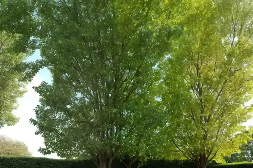 Little-leaf linden (tilia cordata ‘chancellor’) — photo 3