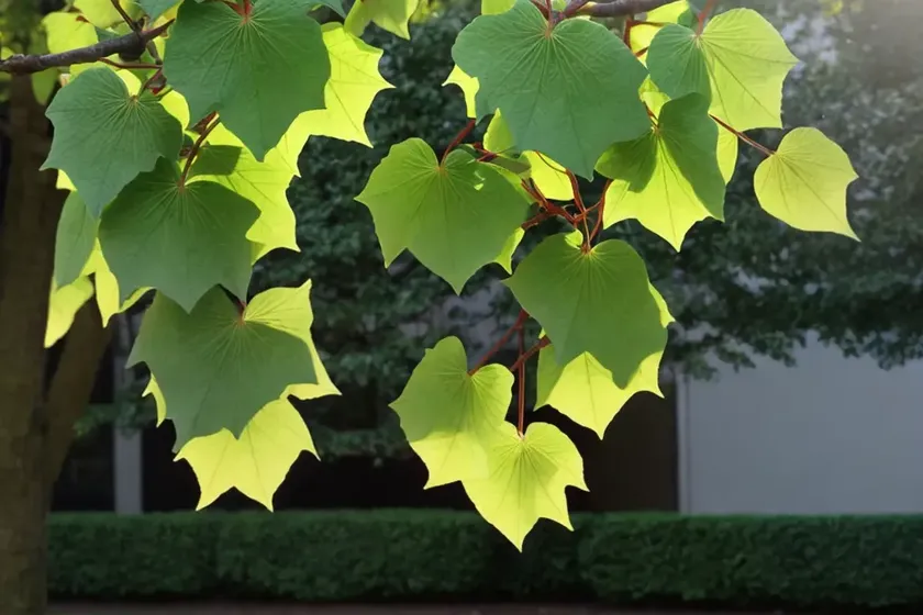 Little-leaf linden (tilia cordata ‘chancellor’)