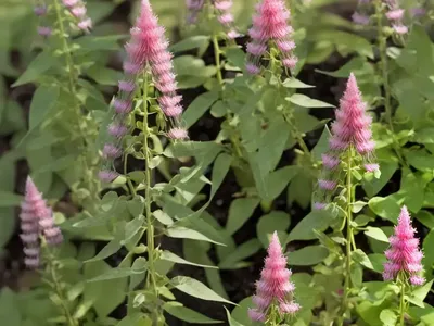 Little Volcano Bush Clover (Lespedeza Thunbergii Subsp. Thunbergii ‘Little Volcano’)
