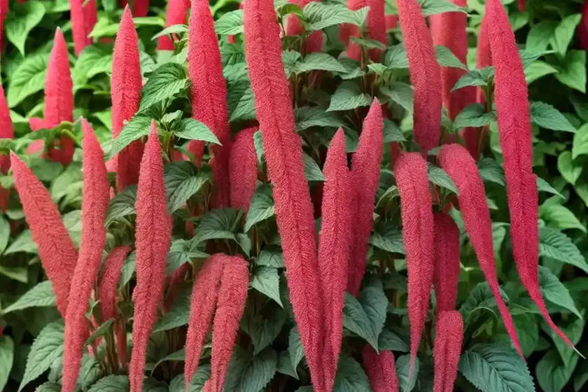 Livid amaranth (amaranthus blitum) — photo 2