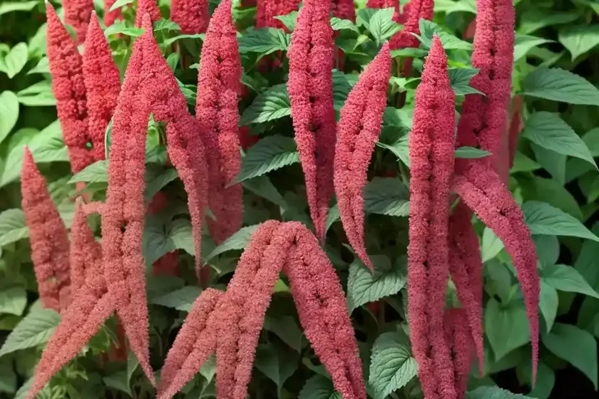 Livid amaranth (amaranthus blitum) — photo 3