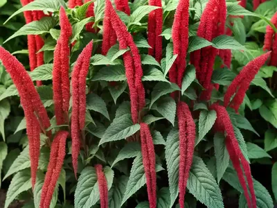 Livid Amaranth (Amaranthus Blitum)