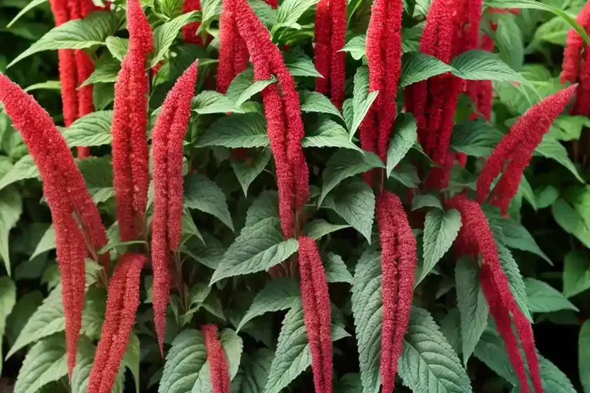 Livid amaranth (amaranthus blitum)