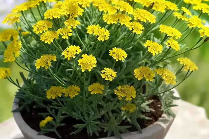 Livid groundsel (senecio lividus) — photo 2