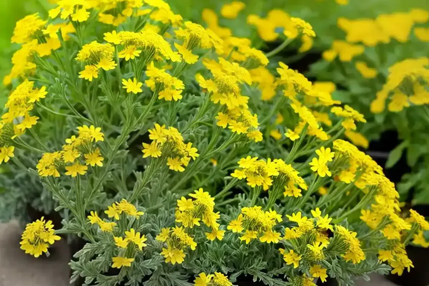 Livid groundsel (senecio lividus) — photo 3