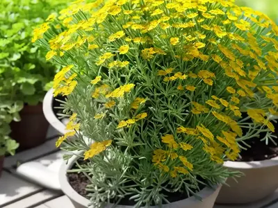 Livid Groundsel (Senecio Lividus)