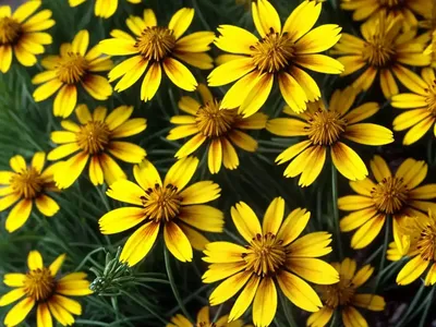 Lobed Tickseed (Coreopsis Auriculata)