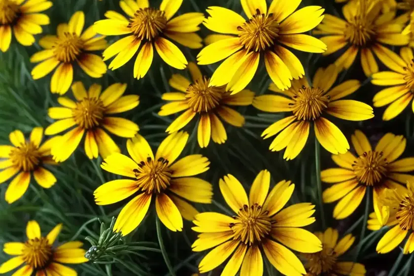 Lobed tickseed (coreopsis auriculata)