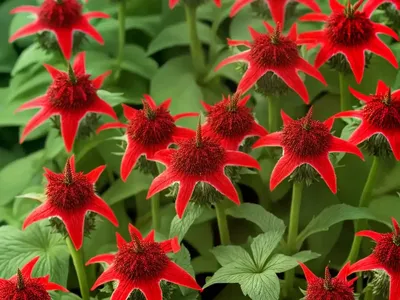 Lobelia Cardinalis (Cardinal Flower)