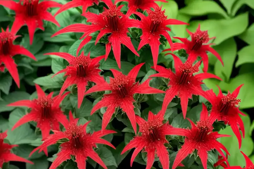 Lobelia cardinalis ‘queen victoria’ (cardinal flower) — photo 2