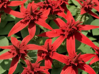 Lobelia Cardinalis ‘Queen Victoria’ (Cardinal Flower)