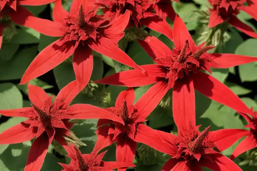 Lobelia cardinalis ‘queen victoria’ (cardinal flower)