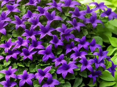 Lobelia Erinus (Trailing Lobelia)