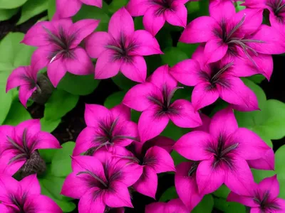 Lobelia (Lobelia X Speciosa ‘Compliment Deep Pink’)