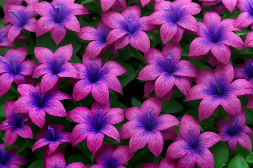 Lobelia (lobelia x speciosa ‘russian princess’) — photo 2