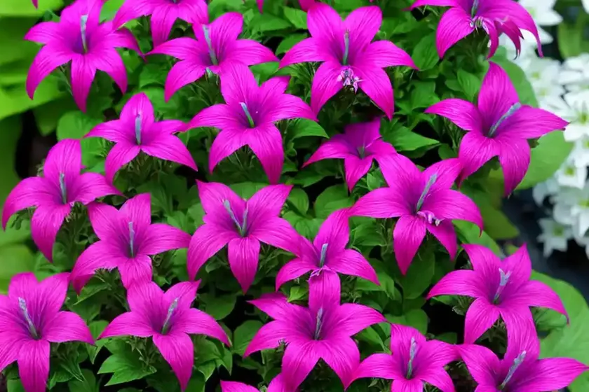 Lobelia (lobelia x speciosa ‘russian princess’) — photo 3