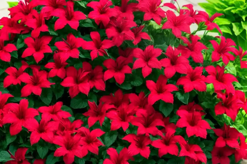 Lobelia (Lobelia X Speciosa STARSHIP SCARLET) — photo 2