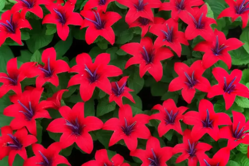 Lobelia (Lobelia X Speciosa STARSHIP SCARLET) — photo 3