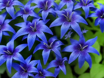 Lobelia Siphilitica (Great Blue Lobelia)