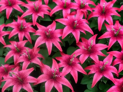 Lobelia X Speciosa ‘Starship Deep Rose’ (Cardinal Flower)