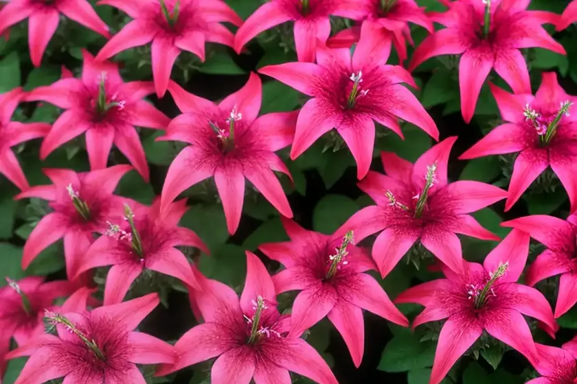 Lobelia x speciosa ‘starship deep rose’ (cardinal flower)