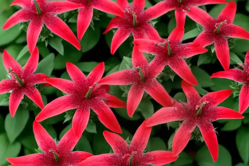 Lobelia x speciosa ‘vedrariensis’ (cardinal flower) — photo 2