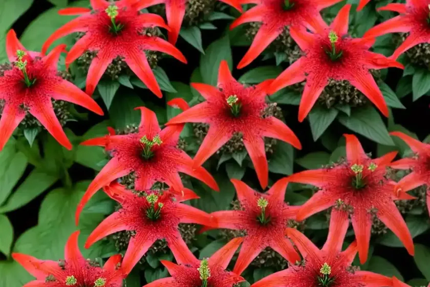 Lobelia x speciosa ‘vedrariensis’ (cardinal flower) — photo 3